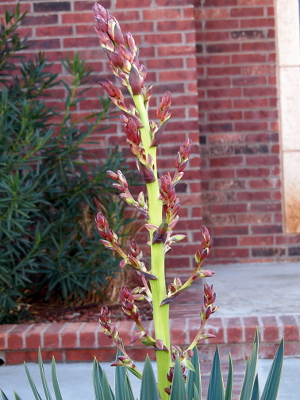 [Bud stems are more horizontally extended from the main stem.]